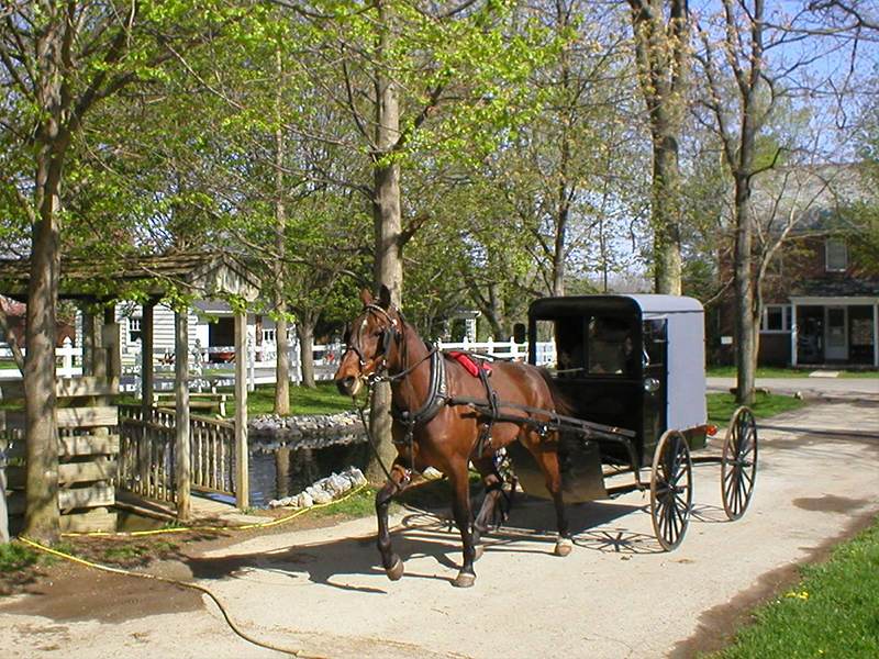 Abe's Buggy Rides | Discover Lancaster