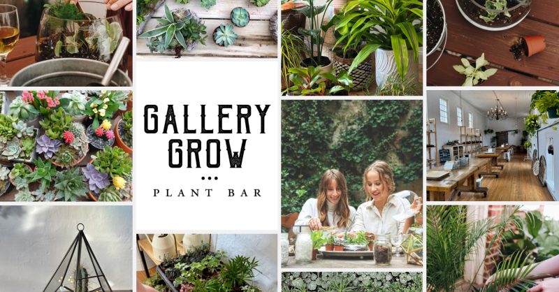 globe water plants Self-Watering Glass Plant Globes – We The Wild Plant Care USA main image 0