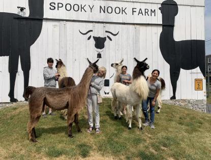 Spooky Nook Llama and Alpaca Farm