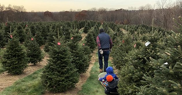 Cut-Your-Own Christmas Tree in Lancaster, PA | Discover Lancaster