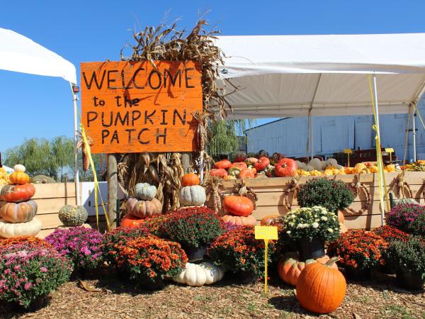An orange "Welcome to the Pumpkin Patch" sign stands among stacks of pumpkins and mums at a pumpkin patch in the fall