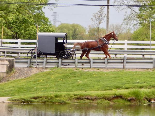 Horse and buggy in Lancaster, PA