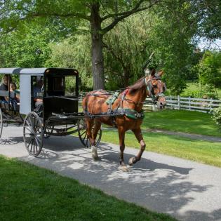 a family rides in an Amish horse-drawn buggy through farmland on an Amish tour in Lancaster, PA