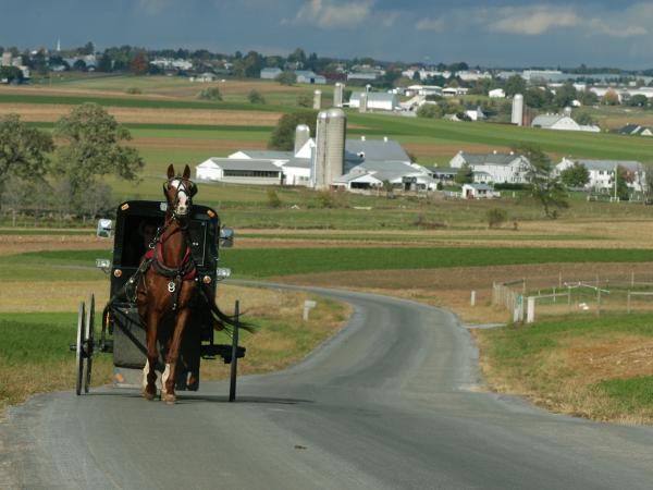 a horse pulls a buggy up hill through amish farmland in lancaster