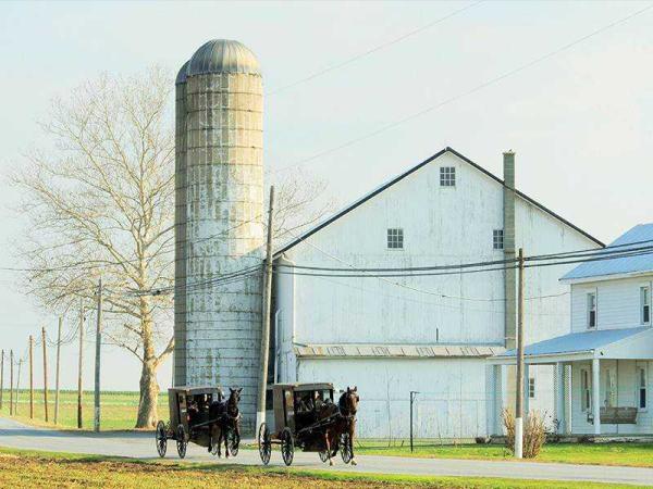 two amish horse and buggies pass a white farm building in lancaster